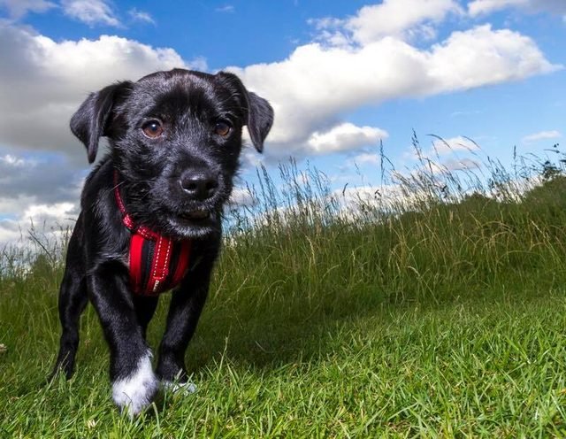 Black terrier puppy in a red harness