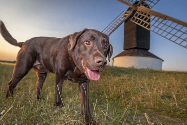 Chocolate Labrador by a windmill at sunset