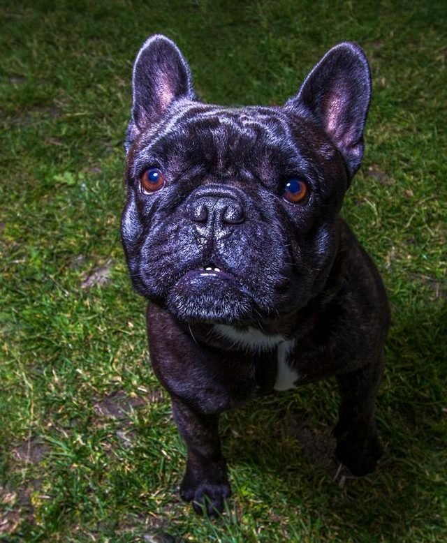 French bulldog looking up