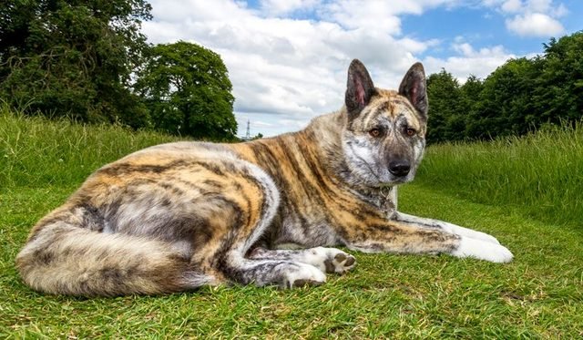 Brindle dog lying on the grass