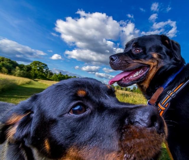 Two Rottweilers close up