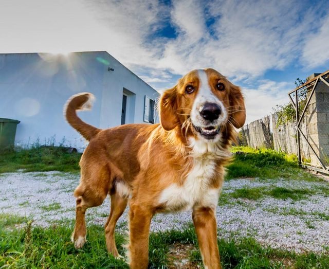 Orange and white dog running towards the camera